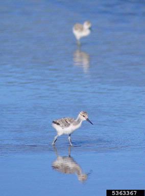 American avocet, Recurvirostra americana  (Ciconiiformes: Charadriidae) - 5363367