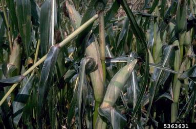 frost and winter injury (general) (  ) on corn (Zea mays ) - 5363631