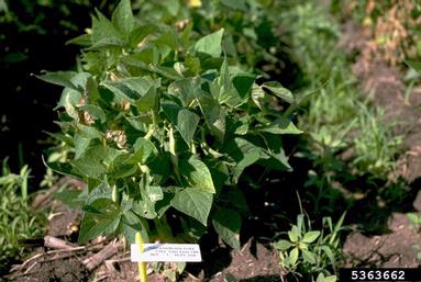 common bean, Phaseolus vulgaris  (Fabales: Fabaceae (Leguminosae)) - 5363662