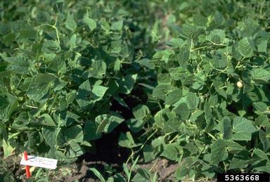 common bean, Phaseolus vulgaris  (Fabales: Fabaceae (Leguminosae)) - 5363668
