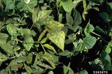 dry bean rust (Uromyces appendiculatus ) on common bean (Phaseolus vulgaris ) - 5363670