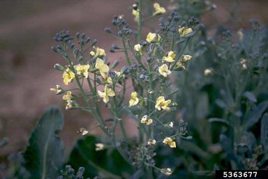 broccoli, Brassica oleracea var. italica (Capparales: Brassicaceae) - 5363677