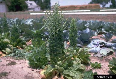 lettuce, Lactuca sativa  (Asterales: Asteraceae) - 5363679