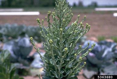 lettuce, Lactuca sativa  (Asterales: Asteraceae) - 5363680