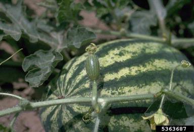 watermelon, Citrullus lanatus  (Violales: Cucurbitaceae) - 5363687