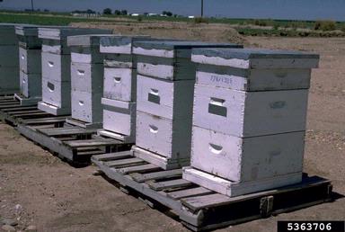 honey bee, Apis mellifera  (Hymenoptera: Apidae) - 5363706
