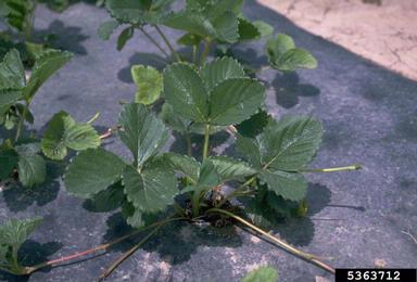 strawberry, Fragaria spp.  (Rosales: Rosaceae) - 5363712