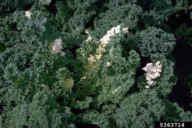 genetic abnormalities (  ) on cabbage collards and kale (Brassica oleracea ) - 5363714
