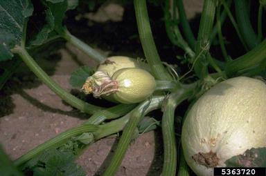 squashes (general), Cucurbita pepo  (Violales: Cucurbitaceae) - 5363720