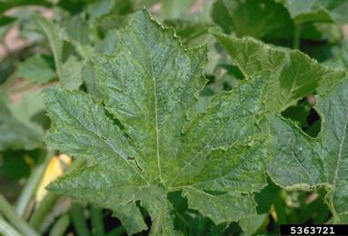 Squash Mosaic Virus (Comovirus SqMV ) on squashes (general) (Cucurbita pepo ) - 5363721
