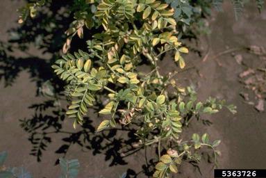 Bean Leaf Roll Virus (Luteovirus BLRV ) on chickpea (Cicer arietinum ) - 5363726