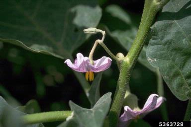 eggplant, Solanum melongena  (Solanales: Solanaceae) - 5363728