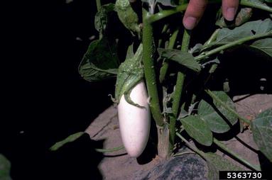 eggplant, Solanum melongena  (Solanales: Solanaceae) - 5363730