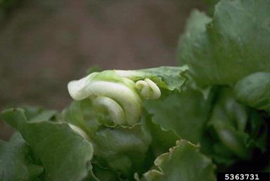 phytoplasma (general) (Phytoplasma  ) on lettuce (Lactuca sativa ) - 5363731
