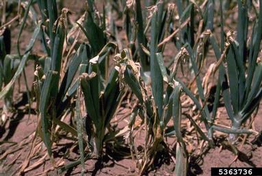 hail (  ) on garden onion (Allium cepa ) - 5363736