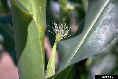 corn, Zea mays  (Cyperales: Poaceae) - 5363747