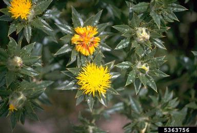 safflower, Carthamus tinctorius  (Asterales: Asteraceae) - 5363756
