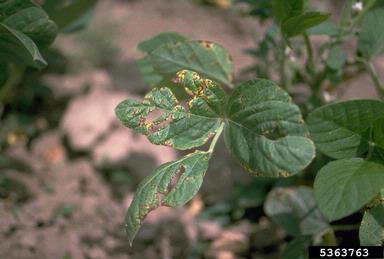 bacterial blight (Pseudomonas savastanoi pv. glycinea) on soybean (Glycine max ) - 5363763