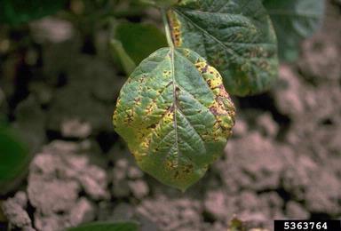 bacterial blight (Pseudomonas savastanoi pv. glycinea) on soybean (Glycine max ) - 5363764