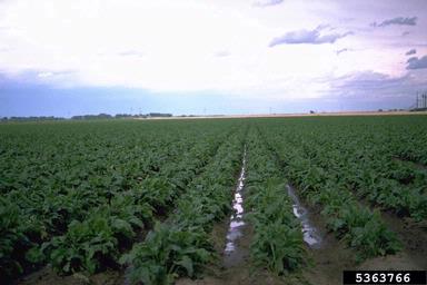 sugar beet, Beta vulgaris ssp. vulgaris (sugar beet group) (Caryophyllales: Chenopodiaceae) - 5363766