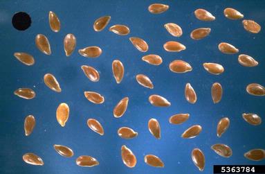 common flax, Linum usitatissimum  (Linales: Linaceae) - 5363784