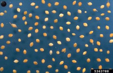 wild-proso millet, Panicum miliaceum  (Cyperales: Poaceae) - 5363788