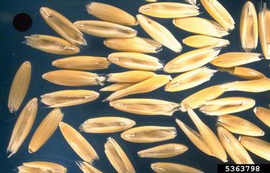 oat, Avena sativa  (Cyperales: Poaceae) - 5363798