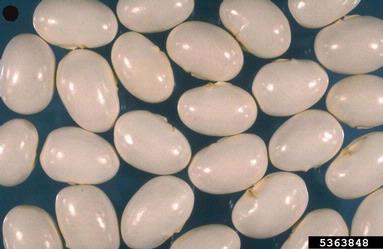 bean, Phaseolus spp.  (Fabales: Fabaceae (Leguminosae)) - 5363848