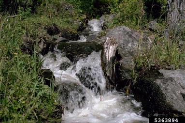 rivers and streams,    (Freshwater biomes: Miscellaneous Rivers and Streams) - 5363894