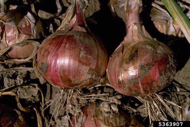 garden onion, Allium cepa  (Liliales: Liliaceae) - 5363907