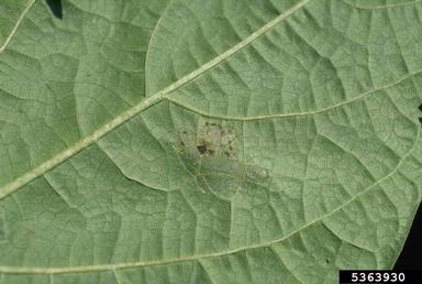 Common bacterial  blight of beans, fuscous blight (Xanthomonas axonopodis pv. phaseoli) on common bean (Phaseolus vulgaris ) - 5363930
