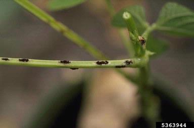 dry bean rust (Uromyces appendiculatus ) on common bean (Phaseolus vulgaris ) - 5363944