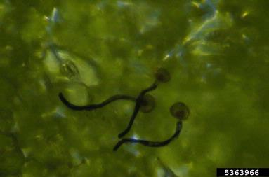 dry bean rust (Uromyces appendiculatus ) on common bean (Phaseolus vulgaris ) - 5363966
