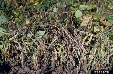 Sclerotinia rot (Sclerotinia sclerotiorum ) on common bean (Phaseolus vulgaris ) - 5363978