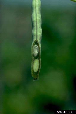 Bean Common Mosaic Virus (Potyvirus BCMV ) on common bean (Phaseolus vulgaris ) - 5364003