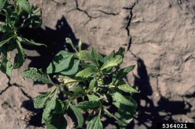 chemicals,    (Abiotic: Other abiotic damage) - 5364021