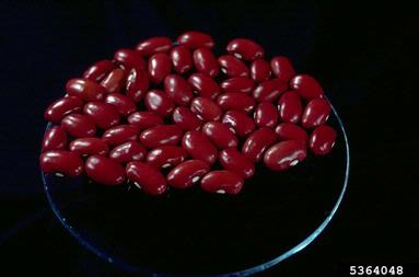 common bean, Phaseolus vulgaris  (Fabales: Fabaceae (Leguminosae)) - 5364048