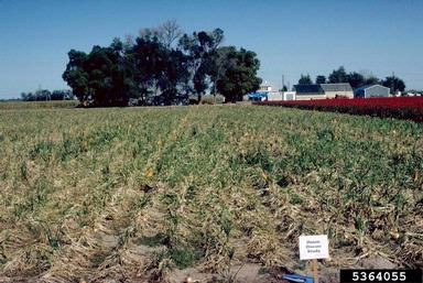 pesticides,    - 5364055