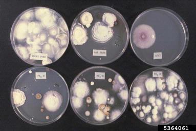 Fusarium damping-off (Fusarium oxysporum f.sp. cepae) on Komada’s medium (Fungal Selective Media  ) - 5364061
