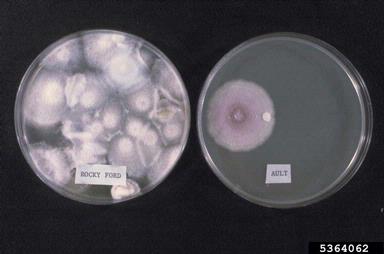 Fusarium damping-off (Fusarium oxysporum f.sp. cepae) on Komada’s medium (Fungal Selective Media  ) - 5364062