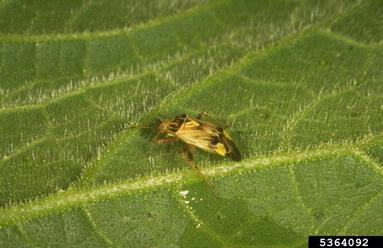 plant bug, Lygus spp.  (Hemiptera: Miridae) - 5364092