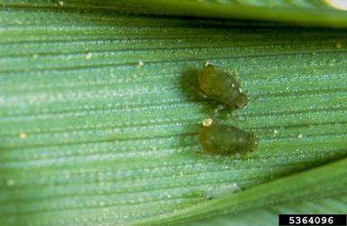 bird cherry-oat aphid, Rhopalosiphum padi  (Hemiptera: Aphididae) - 5364096