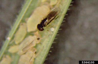 aphid parasite (Aphelinus spp. ) on Russian wheat aphid (Diuraphis noxia ) - 5364100