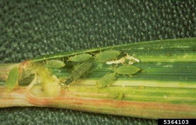 Russian wheat aphid (Diuraphis noxia ) on common wheat (Triticum aestivum ) - 5364103