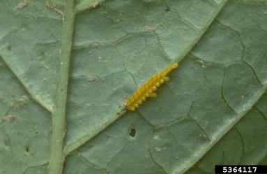 three-lined Lema beetle, Lema trivittata  (Coleoptera: Chrysomelidae) - 5364117