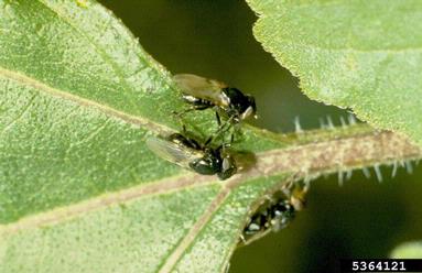 sugar beet root maggot, Tetanops myopaeformis  (Diptera: Ulidiidae) - 5364121