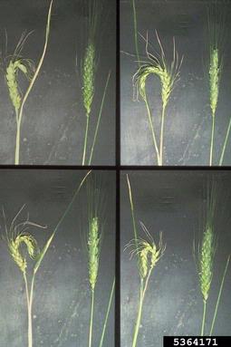 Russian wheat aphid (Diuraphis noxia ) on common wheat (Triticum aestivum ) - 5364171