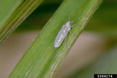 western wheat aphid (Diuraphis tritici ) on common wheat (Triticum aestivum ) - 5364174