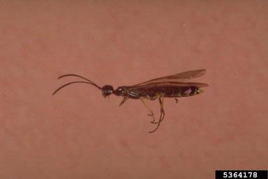 wheat stem sawfly, Cephus cinctus  (Hymenoptera: Cephidae) - 5364178