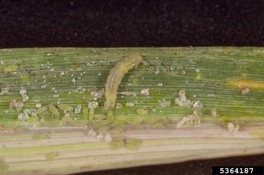 syrphid or flower flies (  ) on Russian wheat aphid (Diuraphis noxia ) - 5364187